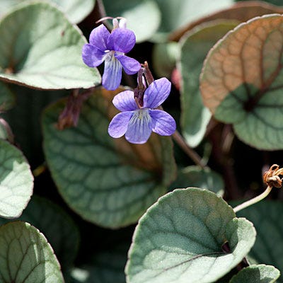 Silver Gem Viola | Purple | Plant