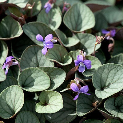 viola succulent Silver Gem Viola | Purple | Plant