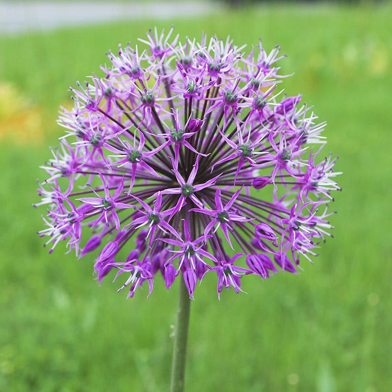 Violet Beauty Allium