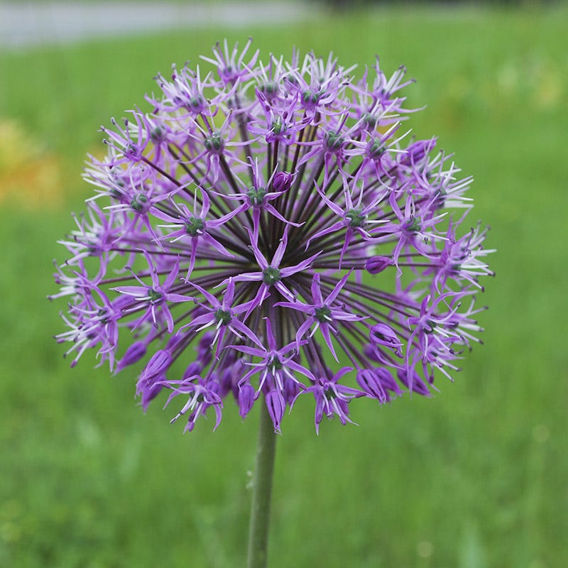 Purple Galaxy Allium Flower Bulb Collection