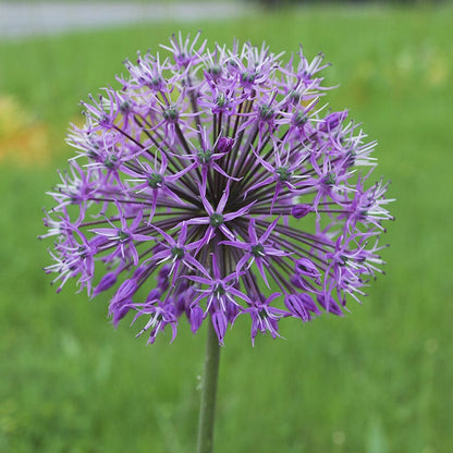 Purple Galaxy Allium Flower Bulb Collection