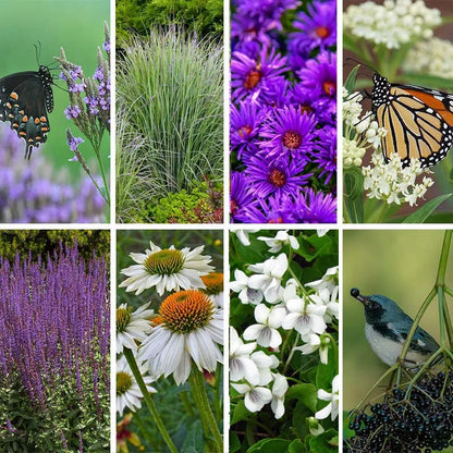 Violet Dreamscape Pre-Planned Garden