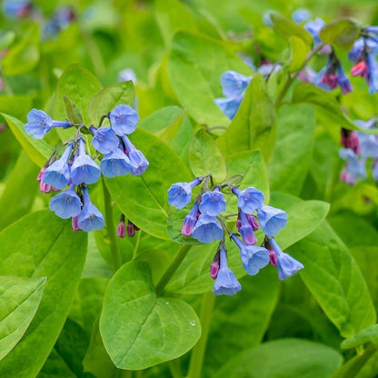 Shade Loving Pre-Planned Garden