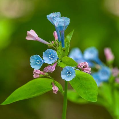 Virginia Bluebells