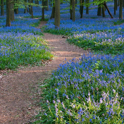 Virginia Bluebells