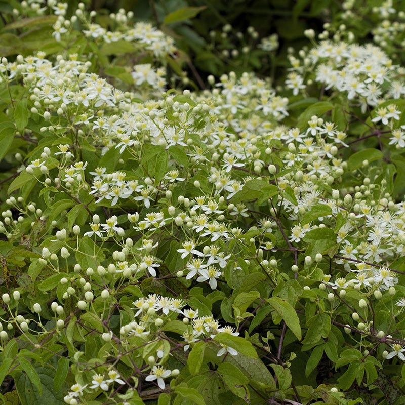 Virginia Clematis Vine