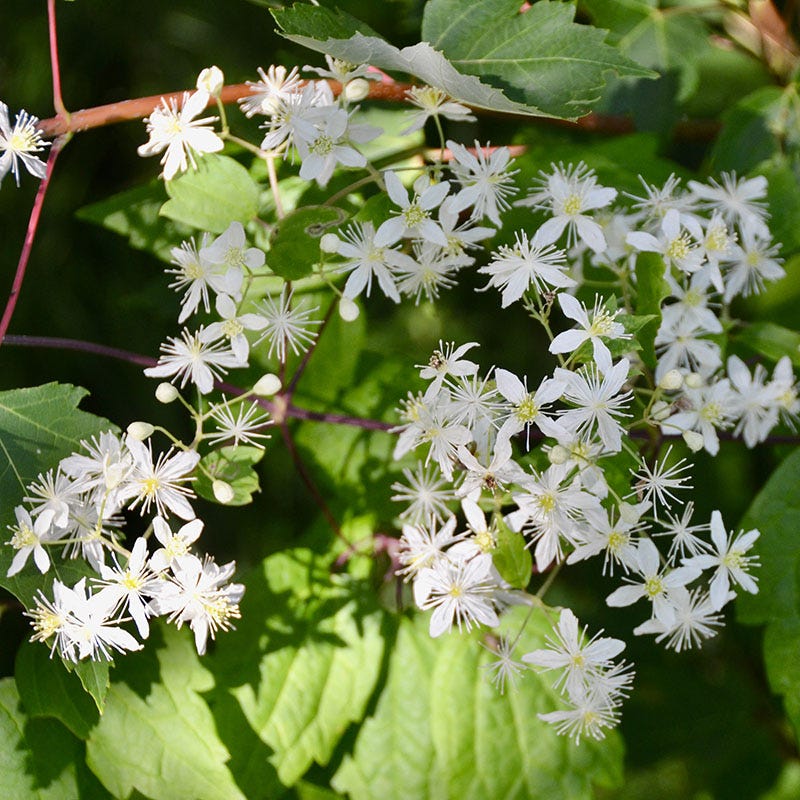 Virginia Clematis Vine