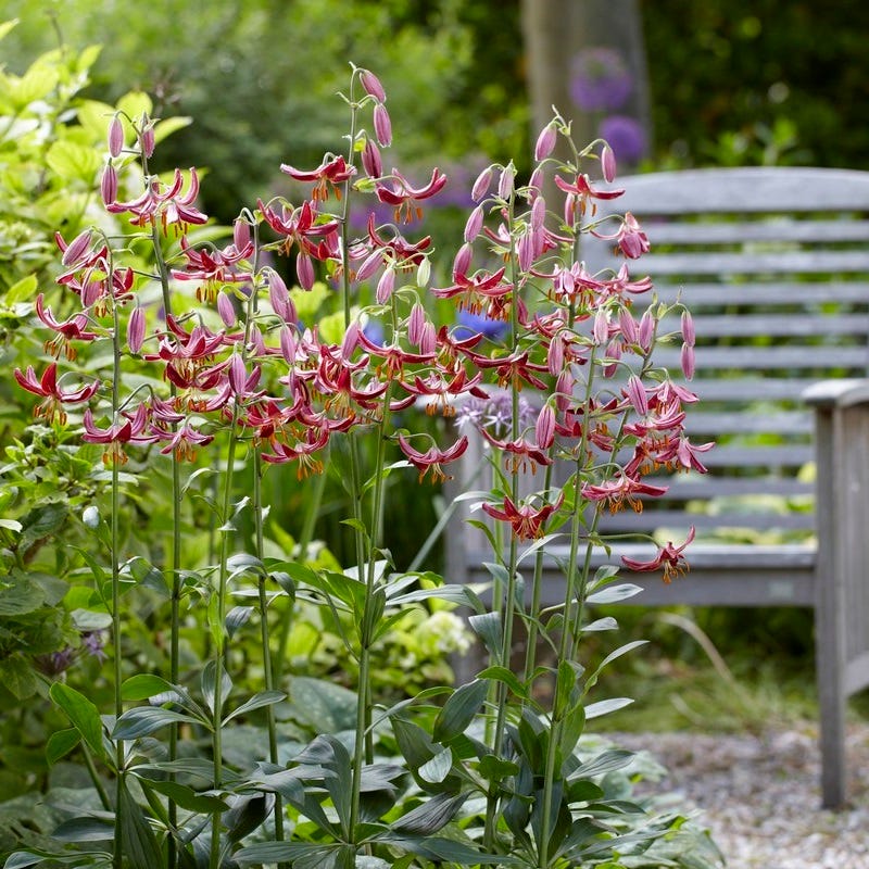 caddo lily flower Claude Shride Martagon Lily, Lilium