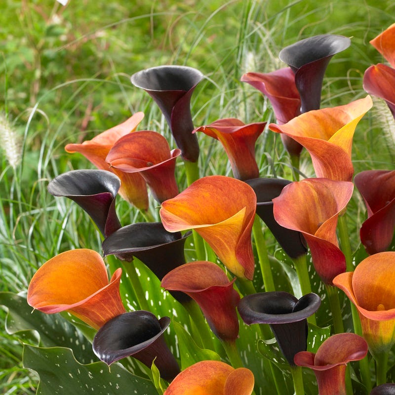 Orange Blend Calla Lily Mix