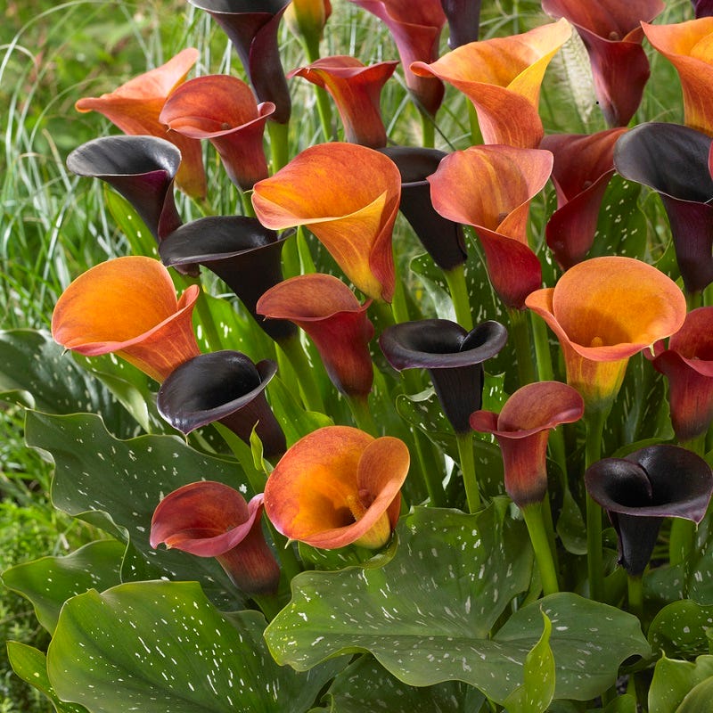 Orange Blend Calla Lily Mix