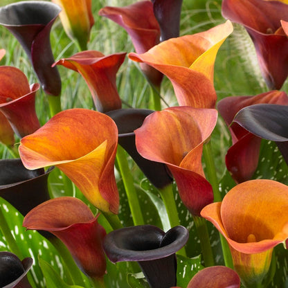 Orange Blend Calla Lily Mix