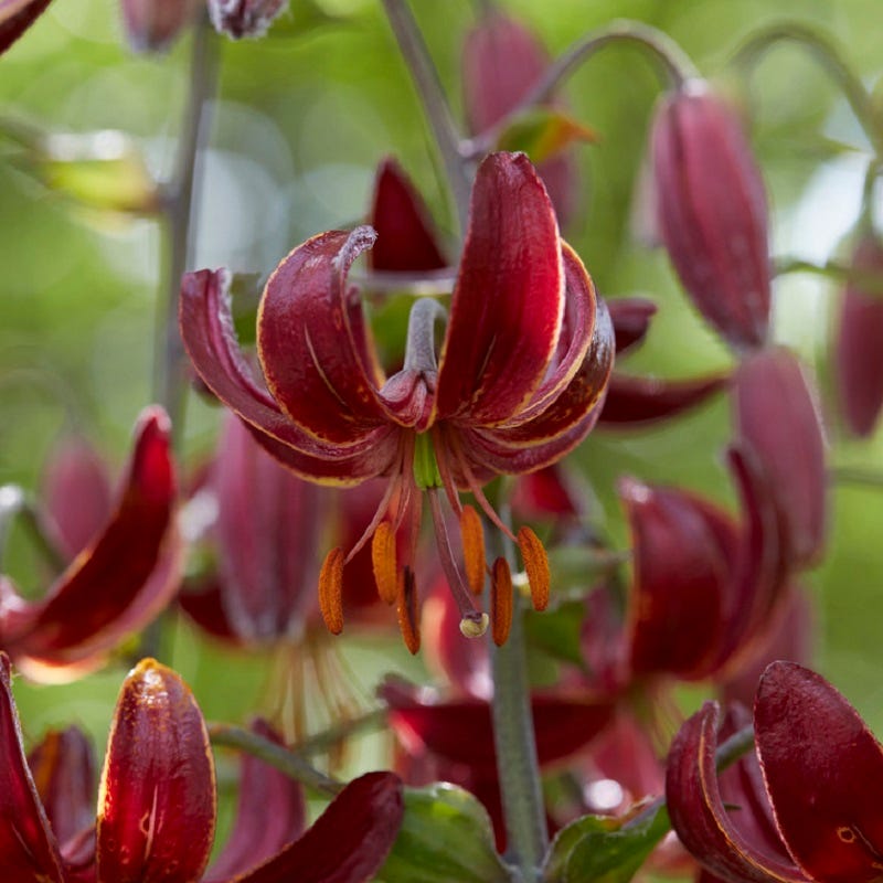 Claude Shride Martagon Lily