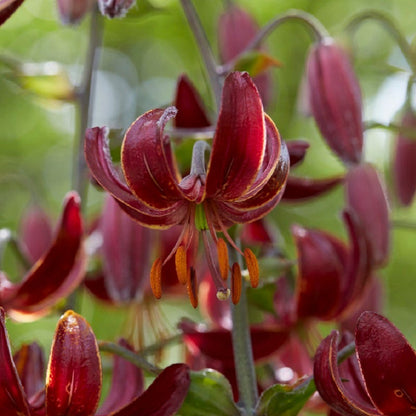 Claude Shride Martagon Lily