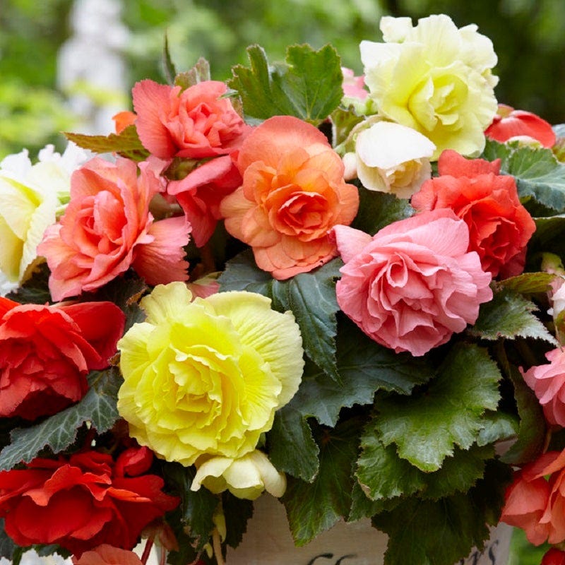 Cascading Begonia Mix
