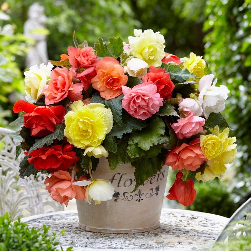 begonia potting mix Cascading Begonia Mix