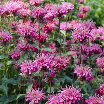 Marshall's Delight Bee Balm