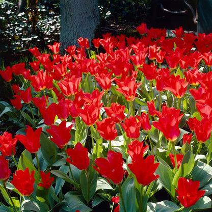 Sunshine Tulip Flower Bulb Collection