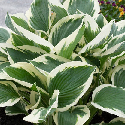 Shade Loving Pre-Planned Garden