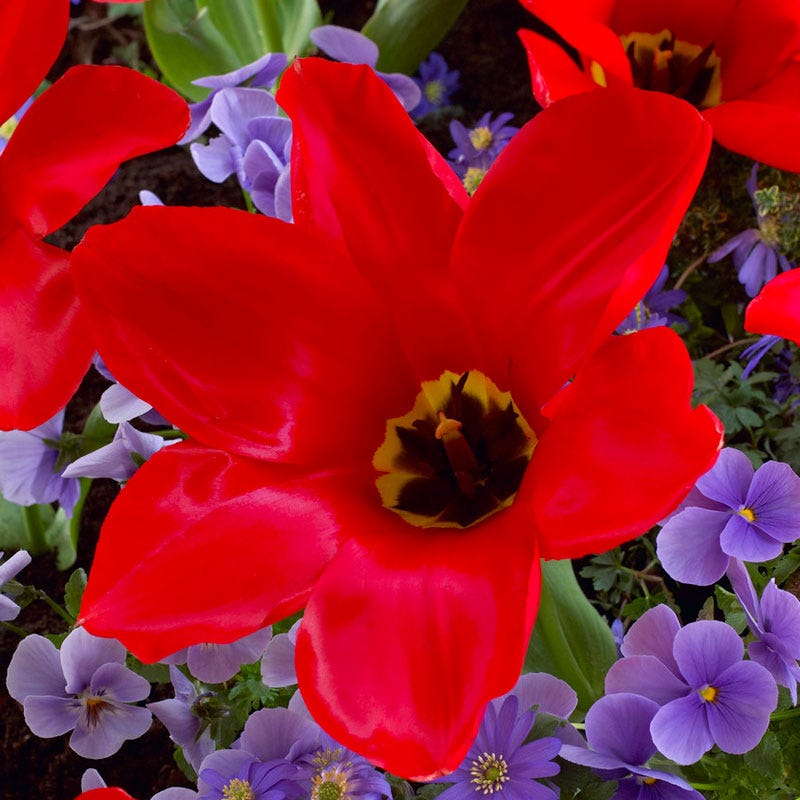 Red Emperor Tulip