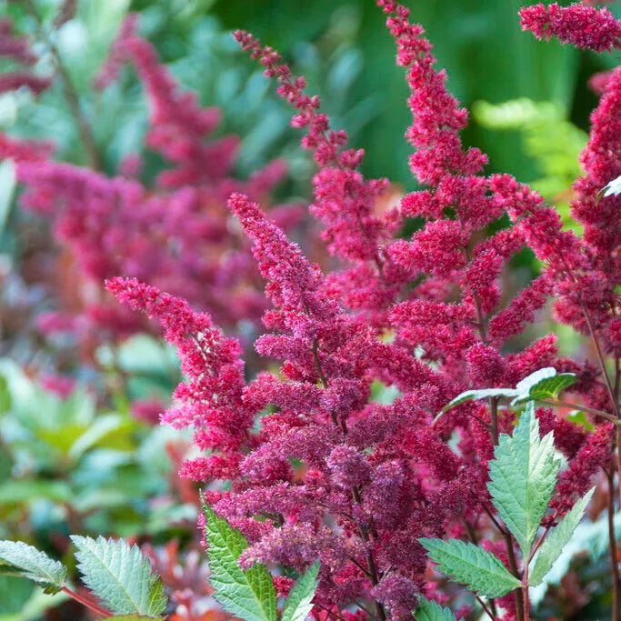 Vision In Red Astilbe
