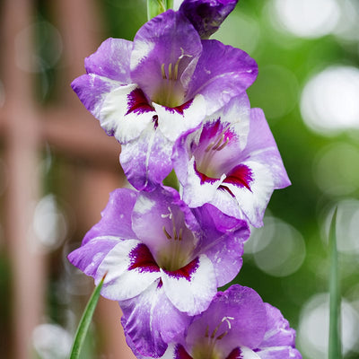 Vista Gladiolus|Vista Gladiolus
