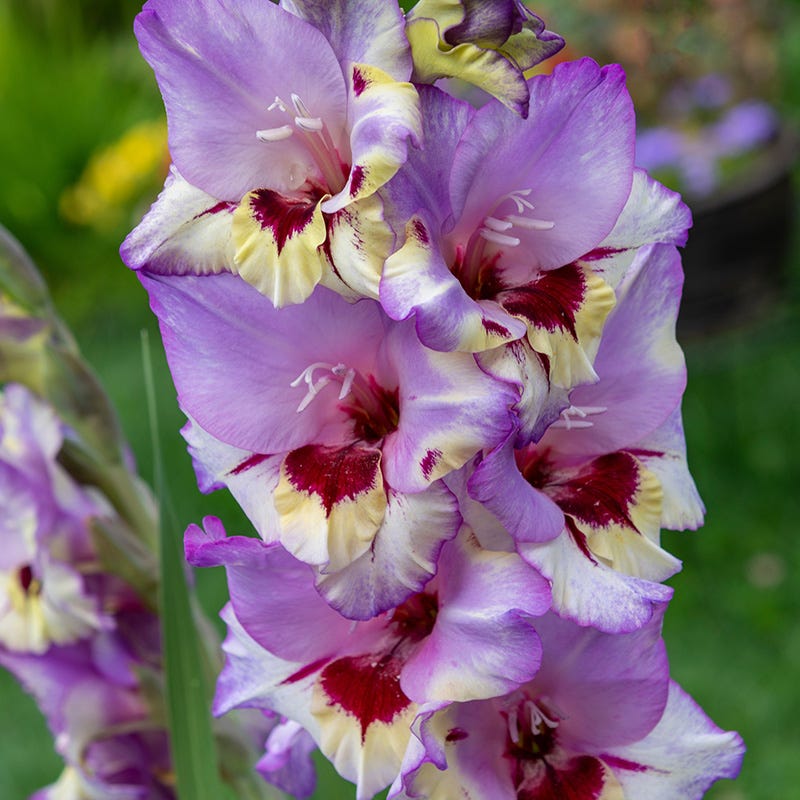 Vista Gladiolus - Thumbnail 2