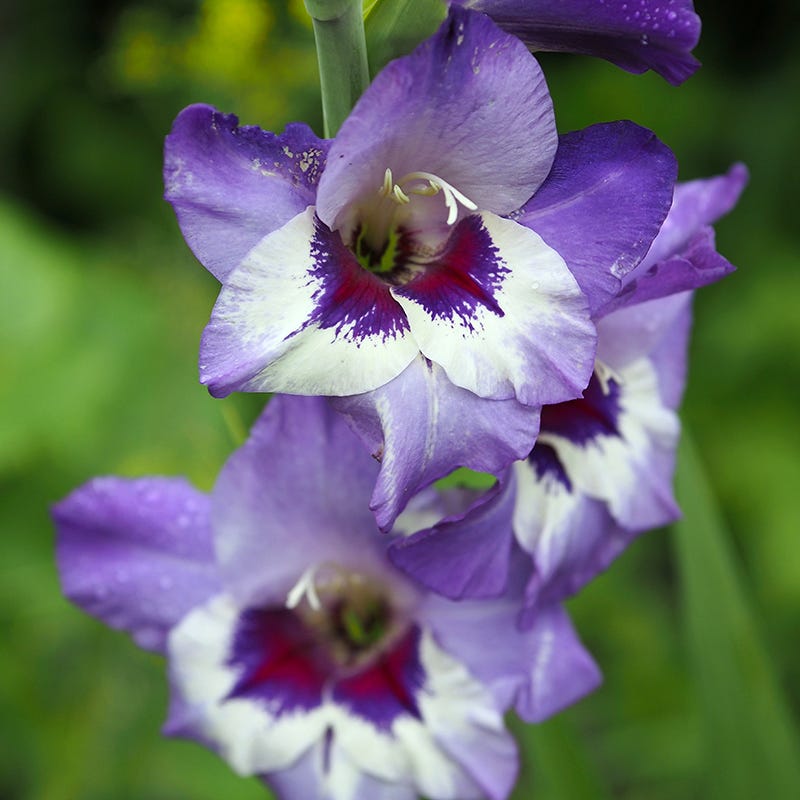Vista Gladiolus