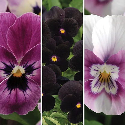 Vivid Viola Collection