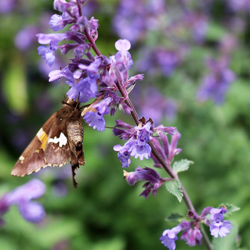 Walker's Low Nepeta