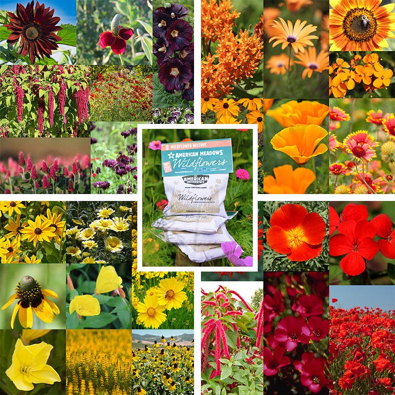 Warm Colors Wildflower Seed Patchwork