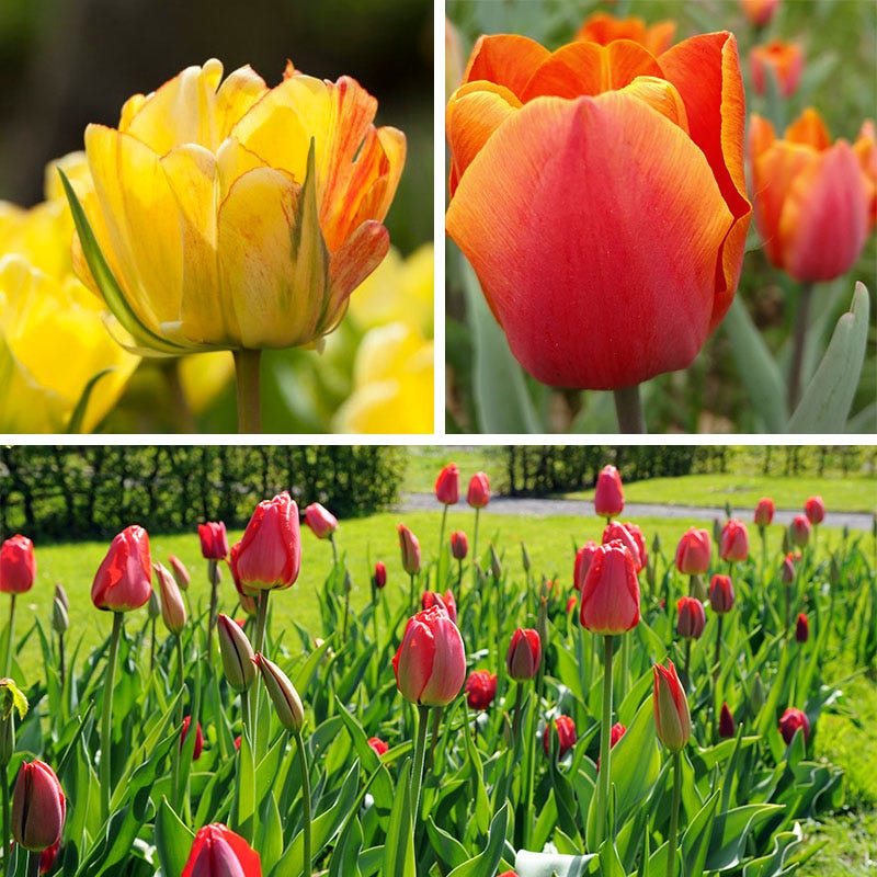 Warm Glow Tulip Bulb Collection