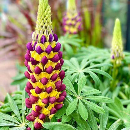 West Country™ Manhattan Lights Lupine
