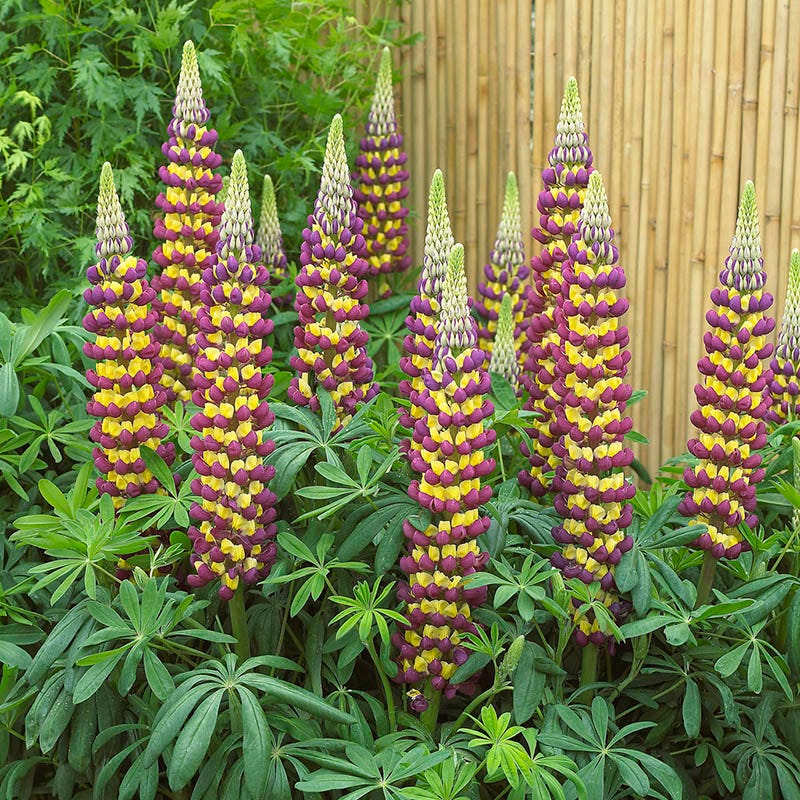 West Country Manhattan Lights Lupine - Thumbnail 2