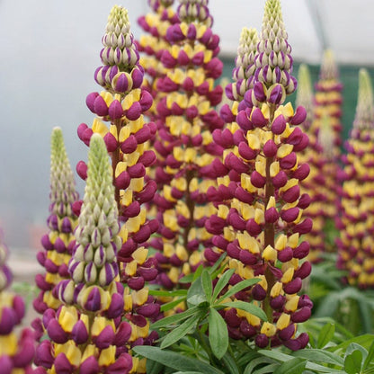 West Country™ Manhattan Lights Lupine