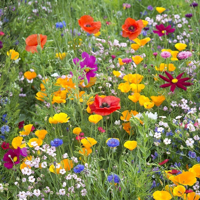 Wyoming Select Wildflower Seed Mix