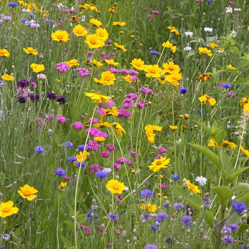 western wildflower seed mix West Wildflower Seed Mix