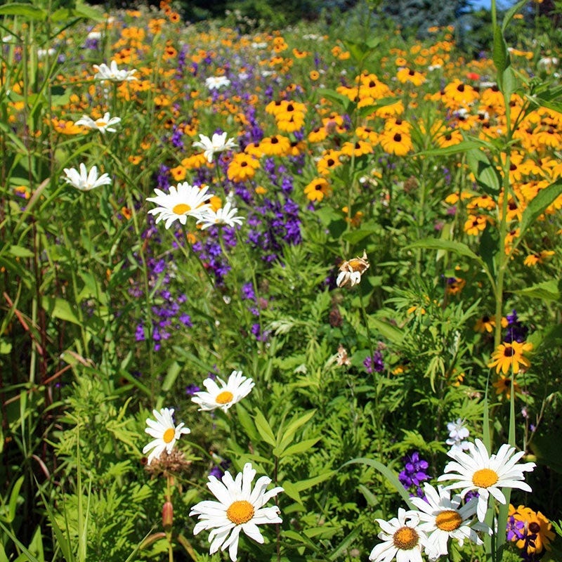 easy wildflower seeds Idaho Select Wildflower Seed Mix