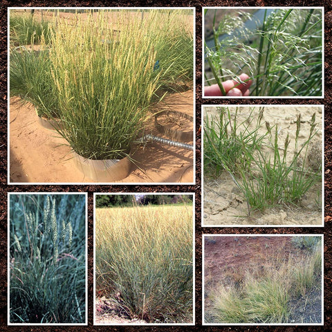 planting grass seed in washington state Western Native Grass Seed Mix