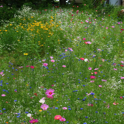 Western Pollinator Wildflower Seed Mix