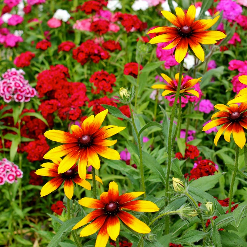 black wildflower seed mix Western Pollinator Wildflower Seed Mix