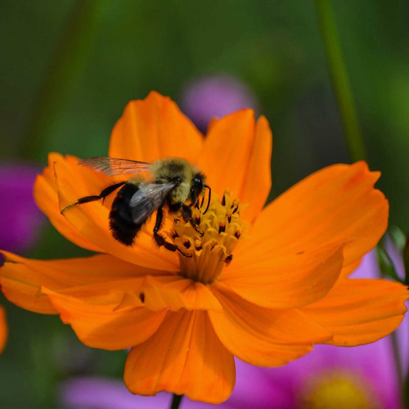 Western Pollinator Wildflower Seed Mix