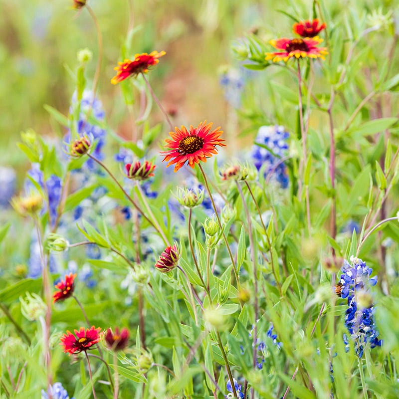 native plants wildflower seed heads of northern arizona Native Western Xeriscape Wildflower Seed Mix