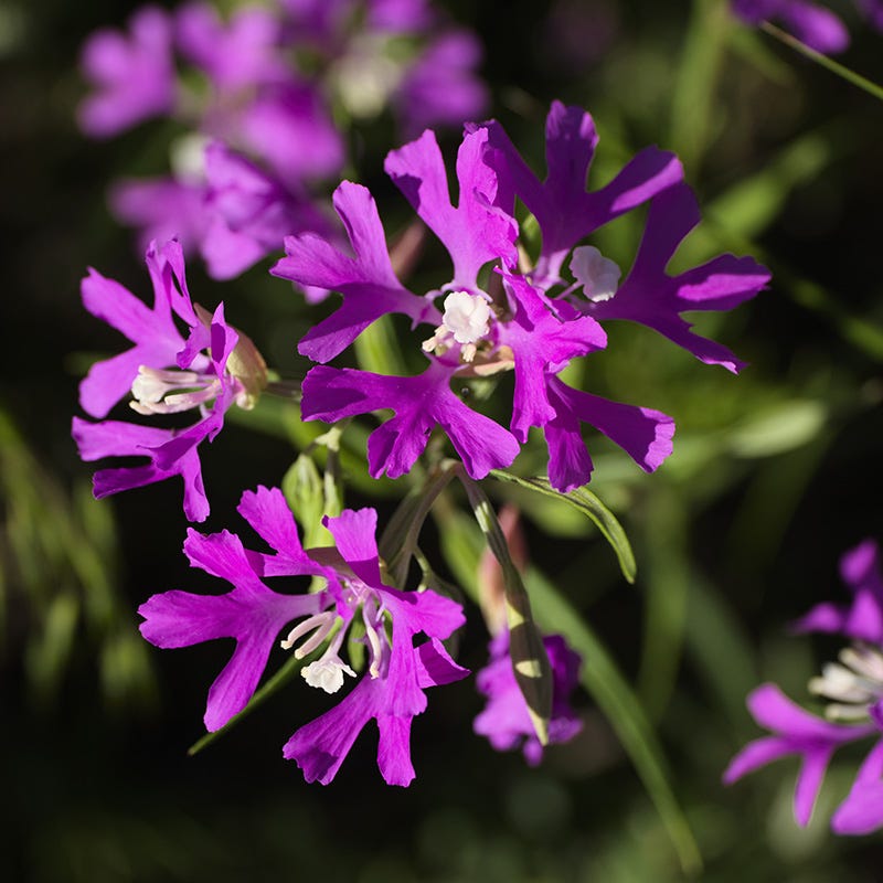 Native Western Xeriscape Wildflower Seed Mix | American Meadows