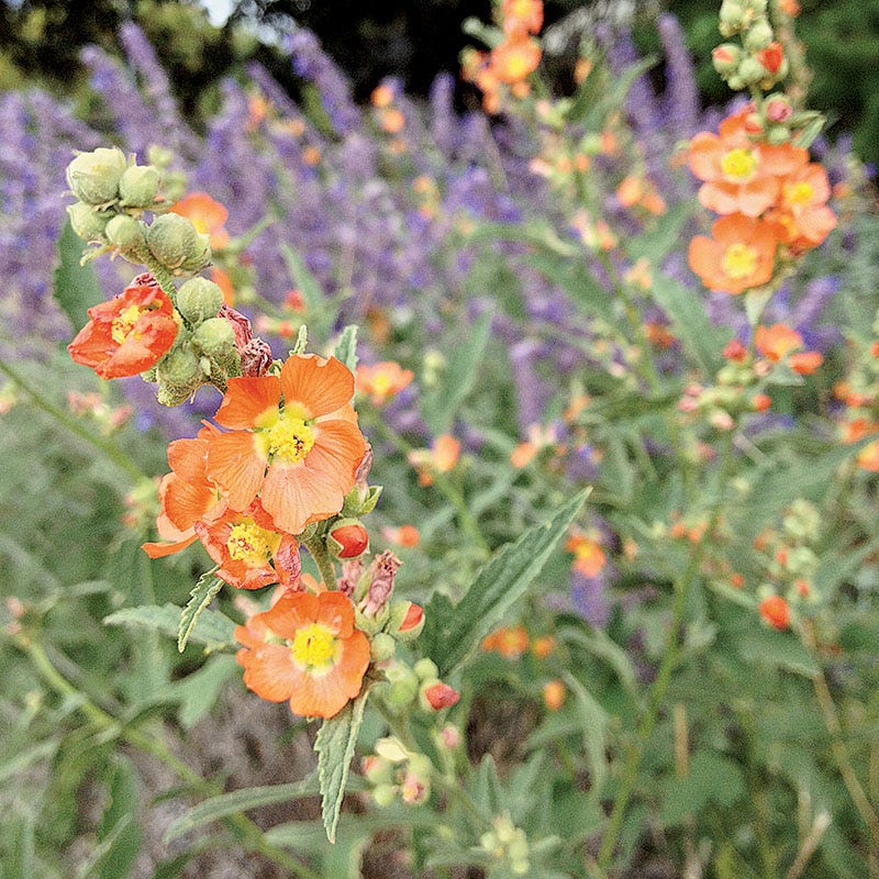Native Western Xeriscape Wildflower Seed Mix