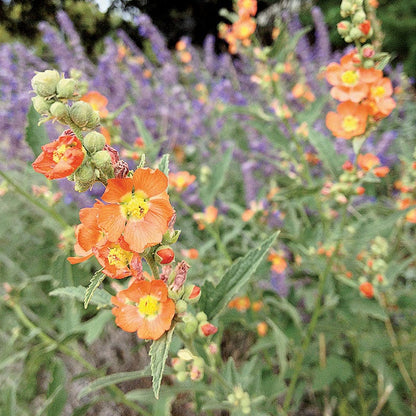 Native Western Xeriscape Wildflower Seed Mix