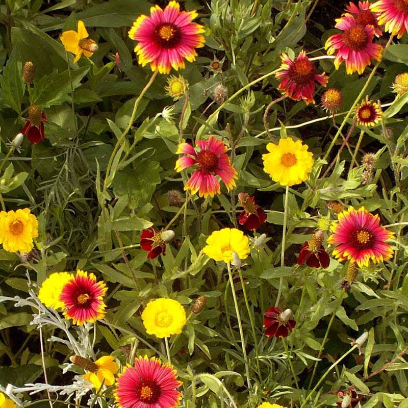 native texas wildflower seed mix Western Xeriscape Wildflower Seed Mix