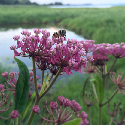 Wet Meadow Wildflower Seed Mix