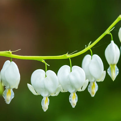 White Bleeding Heart