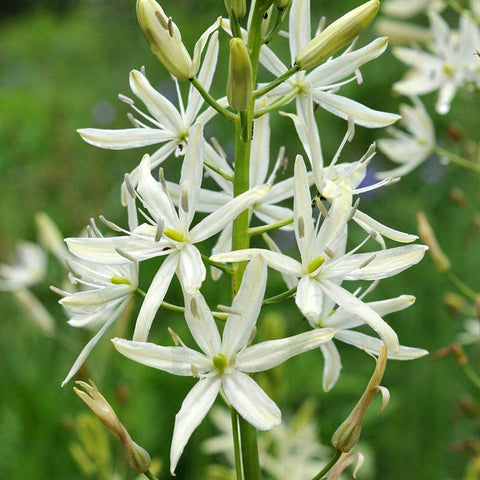 white camas lily Camassia Lily | White