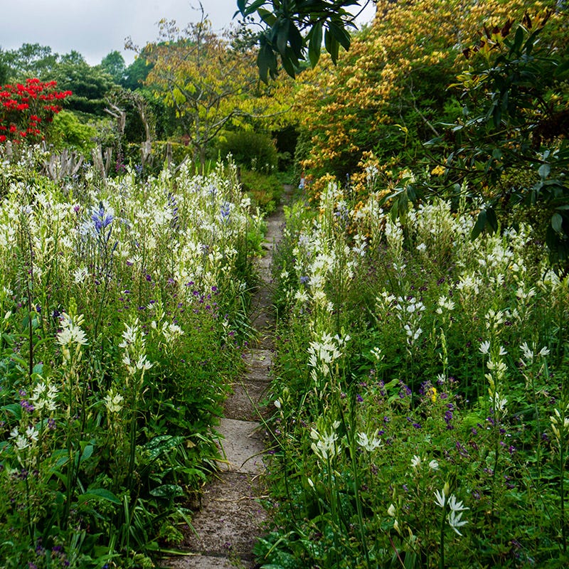 White Camassia Lily